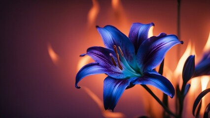 flower of lily A blue and purple lily on fire that changes color 