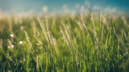 green wheat field grass in the sun and a blue sky