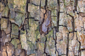 Field maple bark: detailed view of the bark structure.