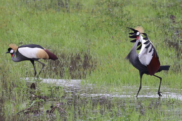 Cranes in mating ritual
