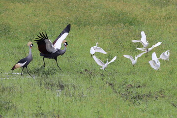 Crowned crane chasing Egrets