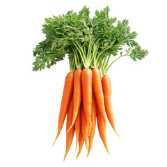 Freshly harvested bunch of carrots with vibrant green leafy tops on transparent background