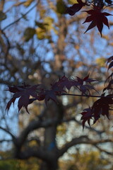 tree in autumn, Maple leaves in burgundy shade on the tree.