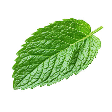 Close up view of a vibrant green mint leaf against a dark setting on transparent background
