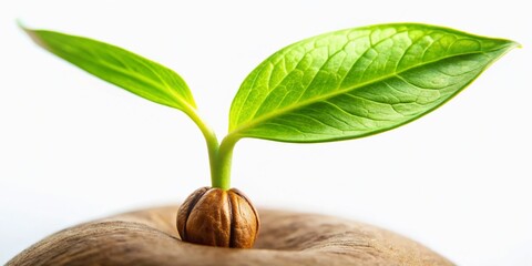 Close-up of Seed Germinating Under Leaf on White Background - High-Resolution Stock Photo