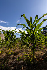 Green corn field on the farm in Brazil