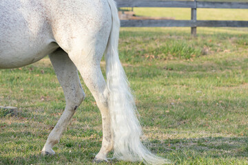 The tail of a white horse so long it is dragging on the ground.