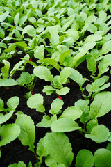 Young red radish growing in a greenhouse bed in early spring. Hybrid Celestа F1.