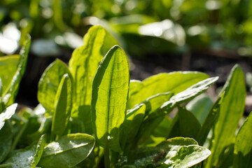 Young sorrel growing in a garden bed in early spring. Organic natural sorrel grows in the garden, where the snow has not yet melted.
