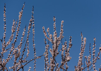 vertical apricot branches with flowers on a blue sky background