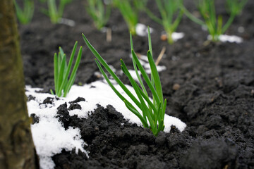 Young green onions growing in a garden bed in early spring. Organic natural onions grows in a garden where the snow has not yet melted. New life concept