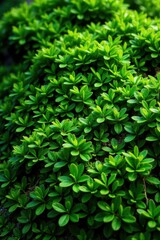 Obraz premium Lush green moss, textured surface, natural wallpaper, greenery, background, rock