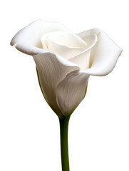 Elegant white rose cutout background costume theme floral design studio setting beauty concept