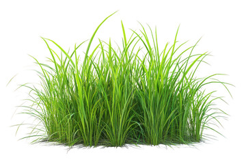 Clump of lush green grass with a dark isolated plain background on transparent background