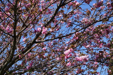 pink and blue