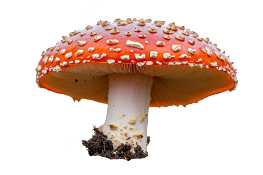 Close up view of a single red mushroom with white spots on top on transparent background