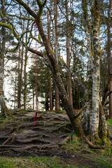 Spring rope in the forest