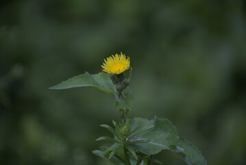 Flor amarilla © Briian