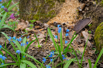 Closeup heap of blue snowdrop flowers in forest. Symbols of spring, holiday concept.