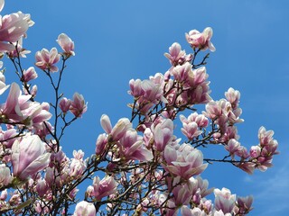 Blühende Magnolie im Frühjahr