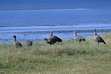 Fauna, flora, and landscapes of the Magallanes and Torres del Paine region