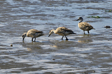 Fauna, flora, and landscapes of the Magallanes and Torres del Paine region