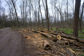 Cleaning dry woods or dry branches in spring. Heap with cut down trees. Tree sawdust.