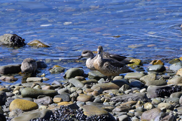 Fauna, flora, and landscapes of the Magallanes and Torres del Paine region