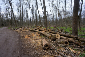 Cleaning dry woods or dry branches in spring. Heap with cut down trees. Tree sawdust.