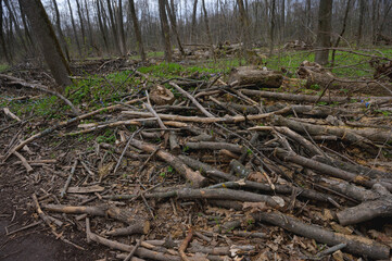 Cleaning dry woods or dry branches in spring. Heap with cut down trees. Tree sawdust.
