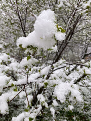 Snowfall in spring, snow on the green leaves of plants