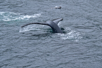 Obraz premium Fauna, flora, and landscapes of the Magallanes and Torres del Paine region