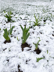 Fresh Green Iris Leaves Covered in Spring Snow