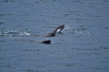 Fototapeta premium whales, sea lions, birds, wild ducks, fauna in the Strait of Magellan area, Chilean Patagonia,
