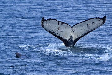 Fototapeta premium Fauna, flora, and landscapes of the Magallanes and Torres del Paine region