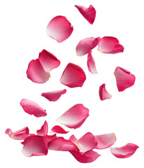 Fototapeta premium PNG Flying rose petals flowers arrangement valentine's.