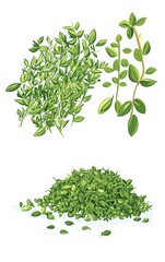 Fototapeta premium Detailed clipart of thyme in both fresh and dried forms, with vibrant color isolated on a white background