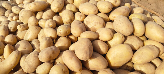 A pile of fresh potato open sell in Indian market.
