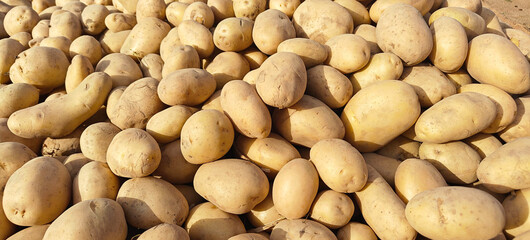 A pile of fresh potato open sell in Indian market.
