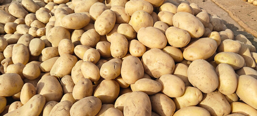 A pile of fresh potato open sell in Indian market.
