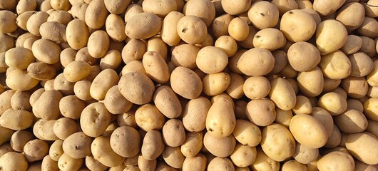 A pile of fresh potato open sell in Indian market.