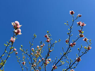 Magnolia blossom delicate pink flowers against sky.