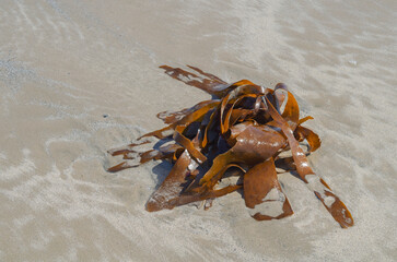 Kelp seaweed (Laminaria) on the beach at Ballywalter can be used in food and medicine worldwide