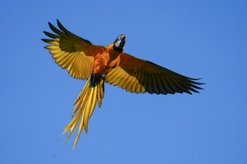 blue and gold macaw free flying  parrot in the sky