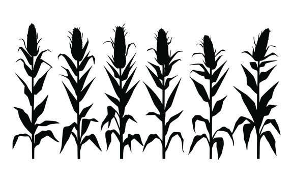 Corn stalk silhouette. Isolated corn graphic on a white background.