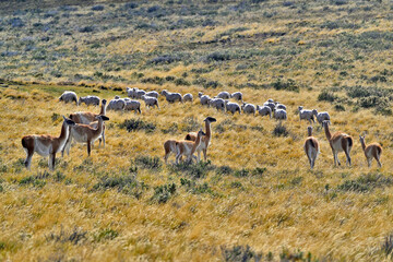 Fauna, flora, and landscapes of the Magallanes and Torres del Paine region