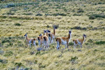 Fauna, flora, and landscapes of the Magallanes and Torres del Paine region