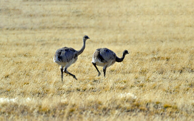 Fauna, flora, and landscapes of the Magallanes and Torres del Paine region