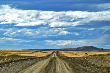 Fauna, flora, and landscapes of the Magallanes and Torres del Paine region