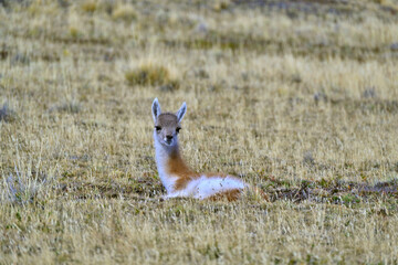 Fauna, flora, and landscapes of the Magallanes and Torres del Paine region